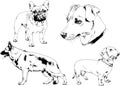 Vector drawings sketches pedigree dogs and cats drawn in ink by hand